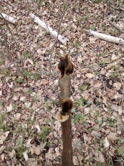 Asimina triloba