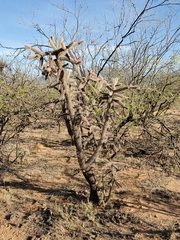 Cylindropuntia thurberi versicolor