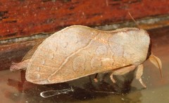 Janthinisca joannoui