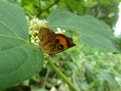 Pterodecta felderi