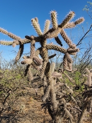 Cylindropuntia thurberi versicolor