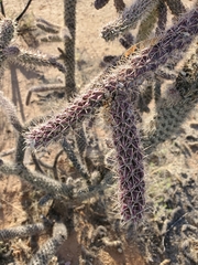 Cylindropuntia thurberi versicolor