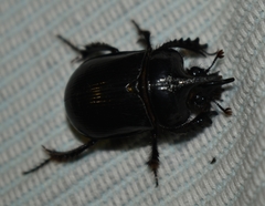 Ceratophyus hoffmannseggi