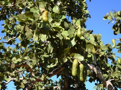 Hymenaea stigonocarpa