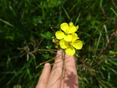 Diplotaxis tenuifolia