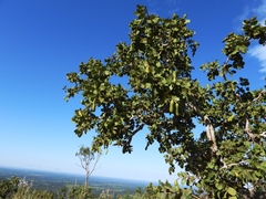 Hymenaea stigonocarpa