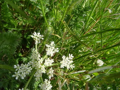 Apioideae