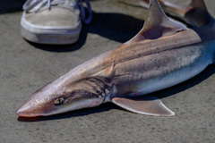 Mustelus californicus