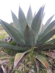 Agave cordillerensis