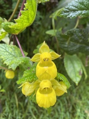 Calceolaria crenata
