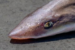 Mustelus californicus