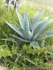 Agave cordillerensis