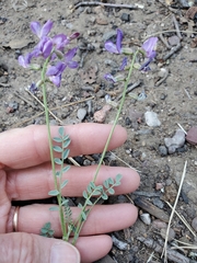 Astragalus nothoxys
