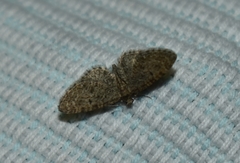 Eupithecia massiliata