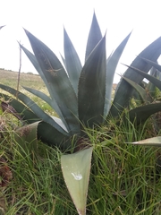 Agave cordillerensis