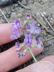 Astragalus nothoxys