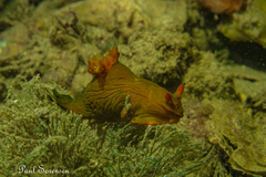 Tambja dracomus