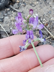 Astragalus nothoxys
