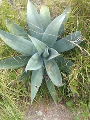 Agave cordillerensis