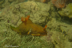 Tambja dracomus