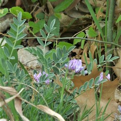 Astragalus crassicarpus