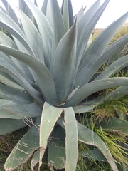 Agave cordillerensis