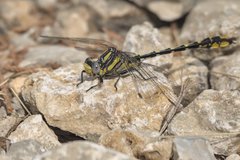 Phanogomphus militaris