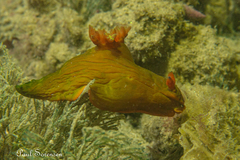 Tambja dracomus