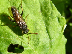 Siobla jucunda
