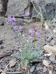 Astragalus nothoxys