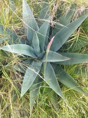 Agave cordillerensis