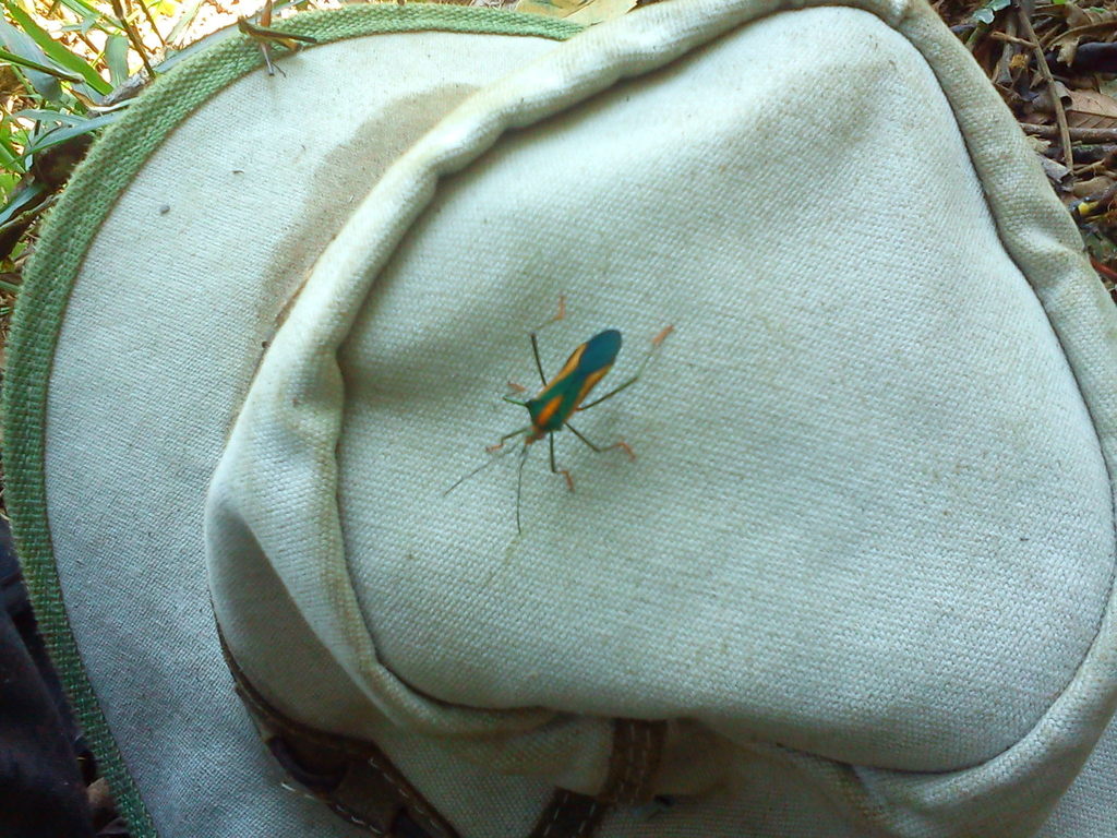 Malvanaioides