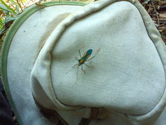 Malvanaioides galvina