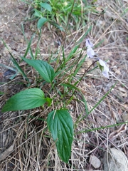 Viola lactea