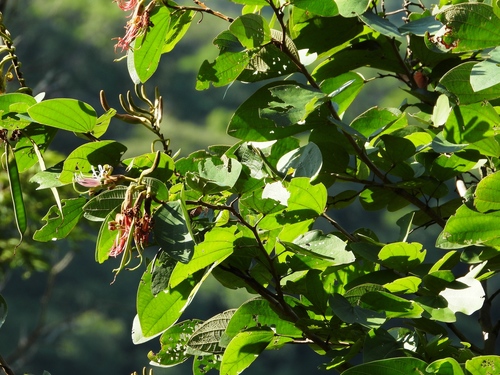 Bauhinia rufa observed 2022-04-17
