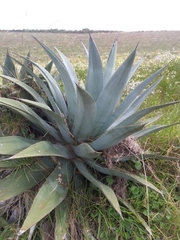 Agave cordillerensis