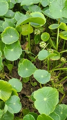 Hydrocotyle prolifera