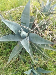 Agave cordillerensis