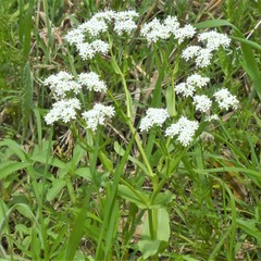 Valerianella amarella