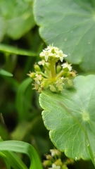 Hydrocotyle prolifera