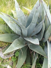 Agave cordillerensis