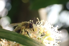 Andrena