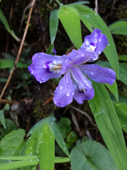 Iris cristata