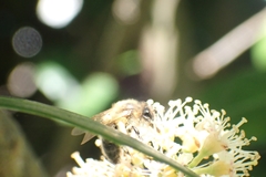 Andrena