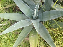 Agave cordillerensis
