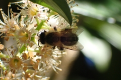Andrena