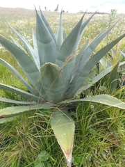 Agave cordillerensis
