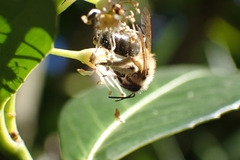 Andrena