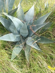 Agave cordillerensis