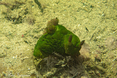 Tambja dracomus